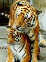 TIGER A MLADA.jpg